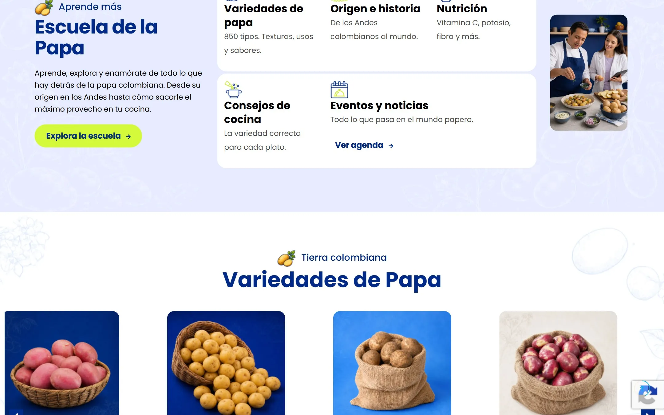 Variedades de papa colombiana: rubí, criolla, pastusa y sabanera